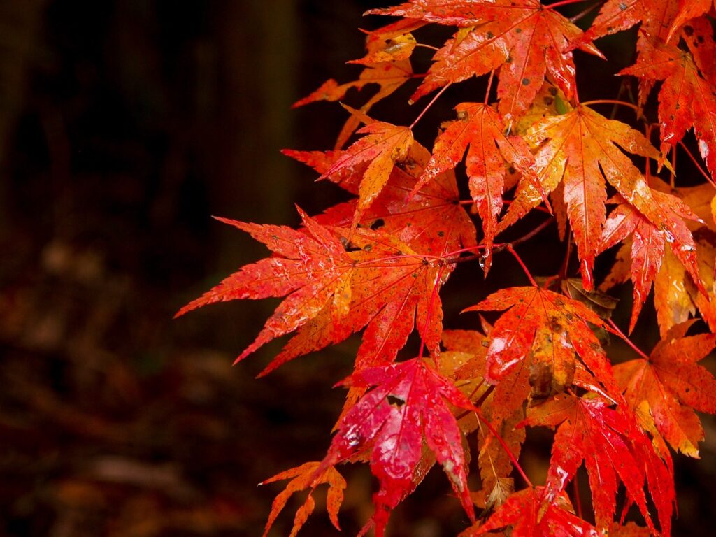 横浜在住の筆者おすすめ！紅葉を楽しめる横浜の名所