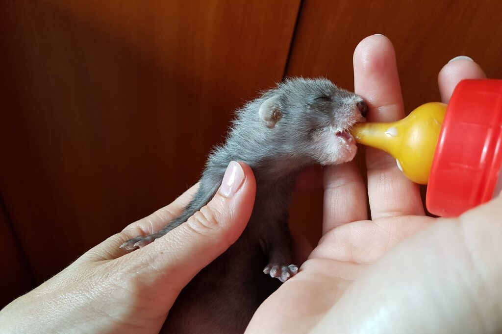 初めてでも安心！飼育が簡単で飼いやすい人気のペット8選